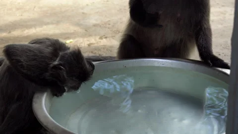 A Group of langur monkey drinking water from a large stone bowl Stock Footage 158632509