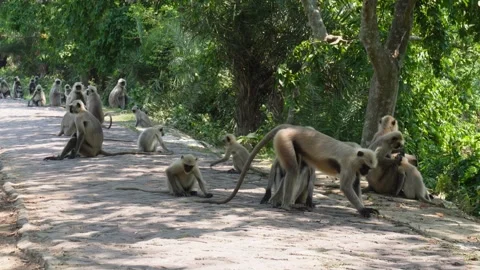 Group of Langur Monkeys 库存影片 333960847