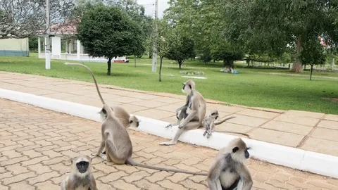A group of Langur monkeys or gray langur in Sri Lanka Stock Footage 119486409