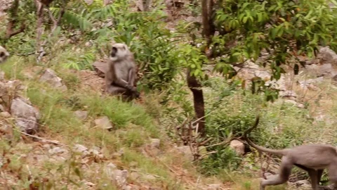 Group of langurs under a tree in the Himalayas 스톡 동영상 102535081