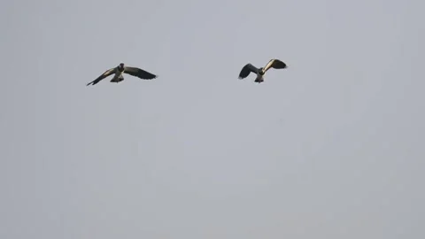 Group of lapwings flying over lake feeding on insects in slow motion with c.. Stock-Footage 334317591