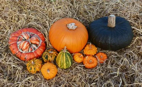 Group of large and small pumpkins and gourds Stock Photos
