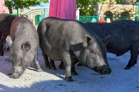 A group of large black pigs in close-up. The animals in the petting zoo Stock Photos