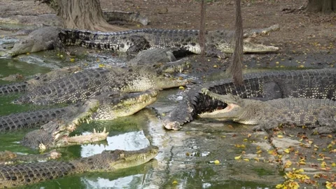 A group of large, crocodiles lying near a murky pond, some with mouths open. Stock Footage 326773313