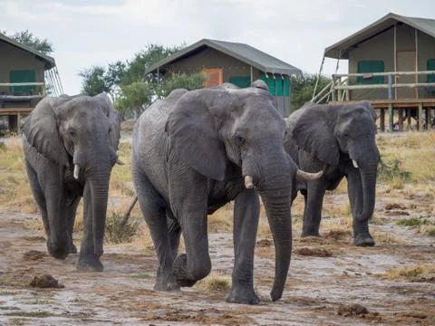 Group of large elephants walking between safari tents at lodge, Botswana, Africa Stock Photos
