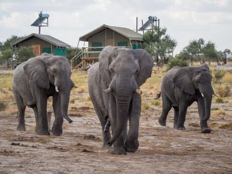 Group of large elephants walking between safari tents at lodge, Botswana, Africa Stock Photos