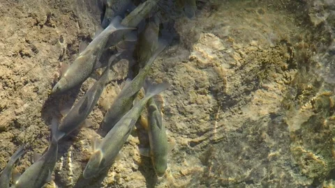 A group of large fish is feeding near the river bank in the mountains. You can Stock Footage 246855217
