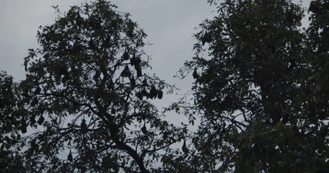 A Group of Large Fruit Bats on Trees at Night Stock Footage 219351748