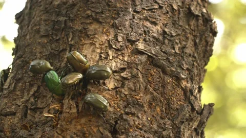 Group of large green beetles competing for food. Stock Footage 135701982