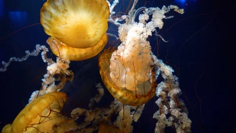 Group of large jellyfish with dark background Stock Footage 122149155