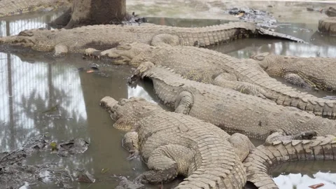 A group of large, scaly crocodiles rests together in a shallow. Stock Footage 326774142