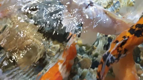 A group of large silk fish walking around- Stock Footage 240495797