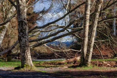 Group of large tangled trees 2 Stock Photos