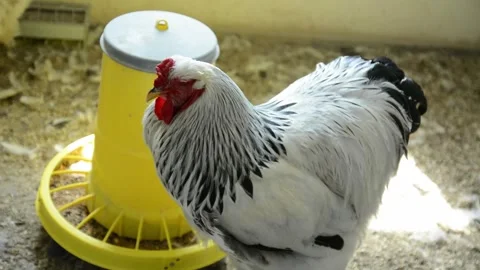 A group of large white and black roosters 動画素材 343297909