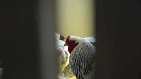 A group of large white and black roosters 動画素材 343297914