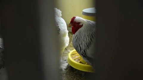 A group of large white and black roosters Vídeo Stock 343297916