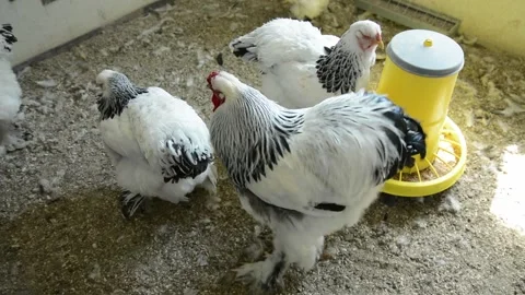 A group of large white and black roosters 스톡 동영상 343297945