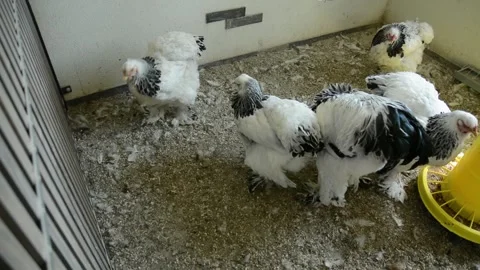 A group of large white and black roosters 動画素材 343297959