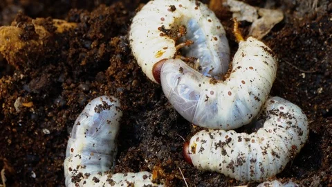 A group of larvae of a bark beetle, rummaging in sawdust trying to hide. 스톡 동영상 88143299