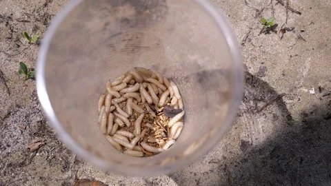 Group of Larvae of White Worms Crawls in... | Stock Video | Pond5