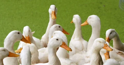 Group of Layer ducks at the poultry farm, Close-up. Stock Footage 279807390