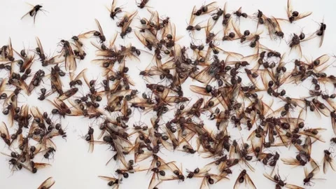 A group of leaf cutter ants dying Stock Footage 135383957