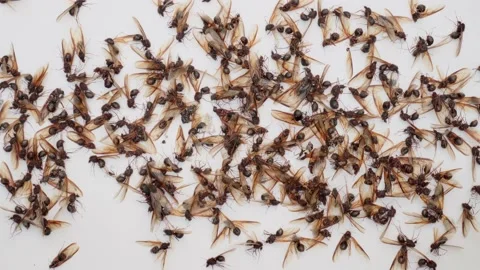 A group of leaf cutter ants dying Stock Footage 135865018