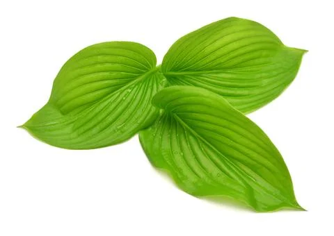 Group leaf hosta isolated on white background. Flat lay, top view Stock Photos