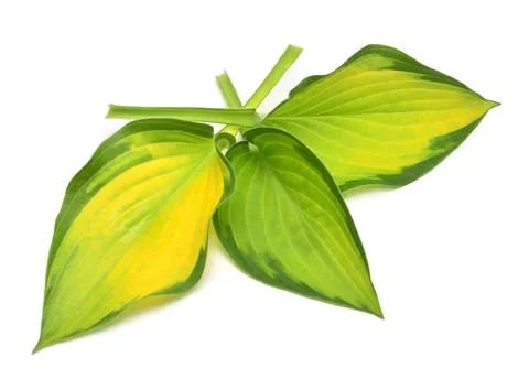 Group leaf hosta isolated on white background. Flat lay, top view Stock Photos