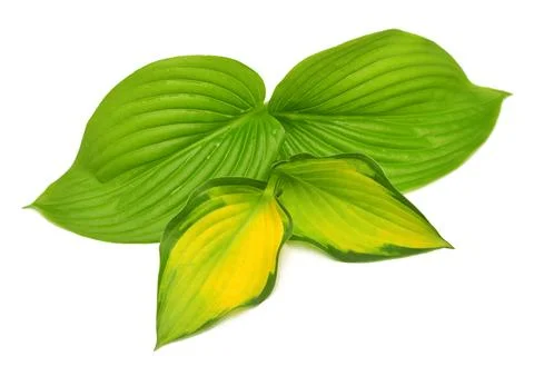 Group leaf hosta isolated on white background. Flat lay, top view Stock Photos