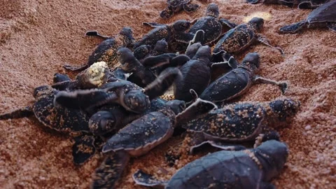 Group of Leatherback sea turtle hatchlings (Dermochelys coriacea) emerging Stock Footage 337196616
