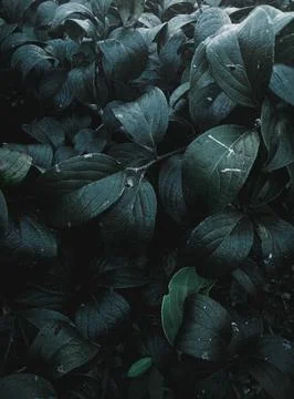 Group of leaves Stock Photos