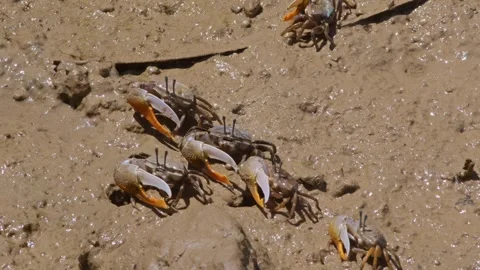Group of Lemon-Clawed Fiddler Crabs Eating. Stock-Footage 273441485