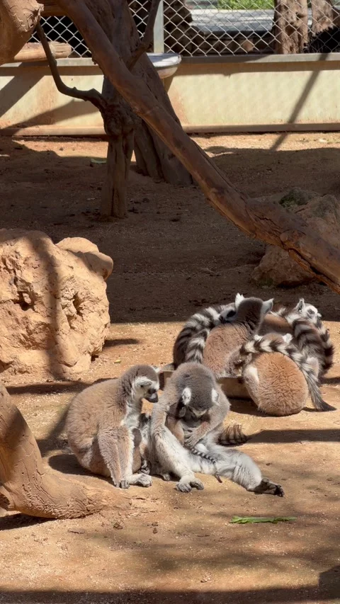Group of Lemur catta ring-tailed lemurs with baby infant shows natural family Stock-Footage 334703812