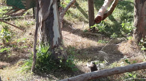 Group of lemur playing under the tree Stock Footage 40750888
