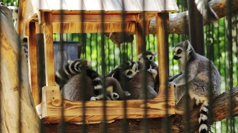 Group lemur sitting in a zoo Stock Footage 40431421