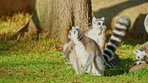 A group of lemurs basking in the sun on green grass Stock Footage 305541875