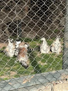 Group of lemurs in captivity Stock Photos
