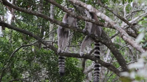 Group of lemurs climbing up a tree Video stock 74879811