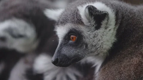 A group of lemurs. One of the group of lemurs turns and looks at you with an Stock Footage 159643007