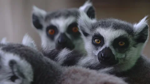 A group of lemurs. One of the group of lemurs yawns amusingly. A cute group of Stock Footage 159643192