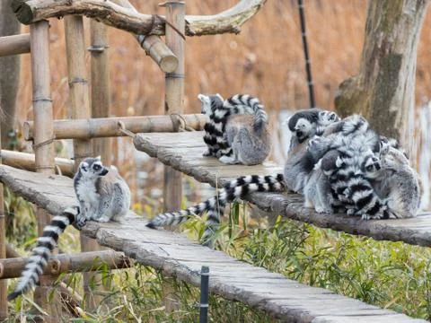 Group of lemurs Foto stock