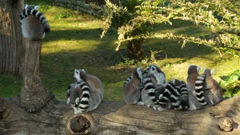 Group of lemurs sitting on fallen tree 库存影片 107549251