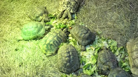 Group of Leopard Tortoises, latin name Stigmochelys pardalis, feeding on salad Stock Footage 320904492