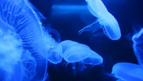 Group of light blue jellyfish Stock Footage 11209697