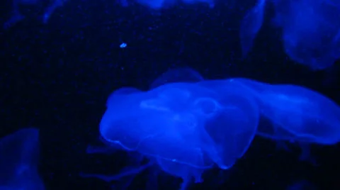 Group of light blue jellyfish 動画素材 39586435