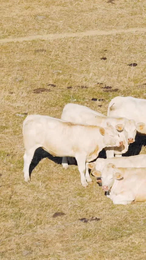 A group of light-colored cows, likely Charolais breed, are seen standing and Stock Footage 346662664