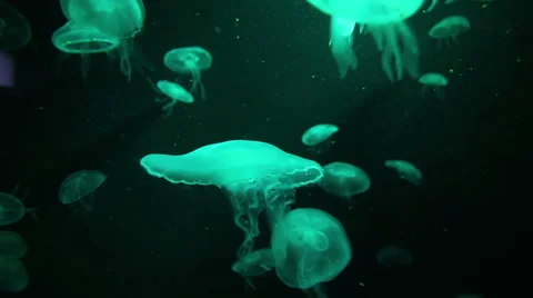 Group of light green jellyfish Stock Footage 41329406