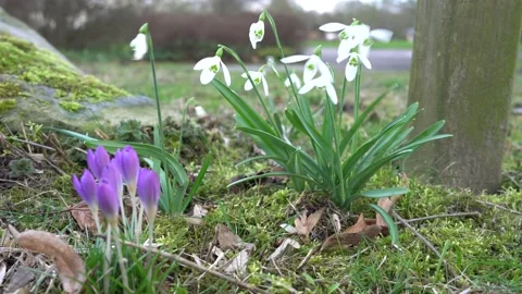 A group of lily of the valley and crocuses dancing in the stormy wind Stock Footage 170652501