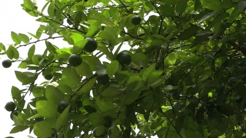 Group of limes on the branches of a lemon tree in Panama, Stock Footage 157836041